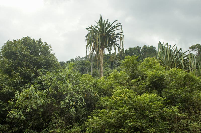 Jungle, Exotic Plants of Thailand Nature Background Stock Photo Image