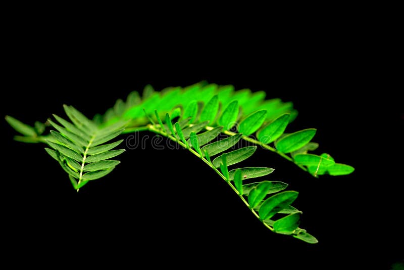 916,988 Jungle Stock Photos - Free & Royalty-Free Stock Photos from