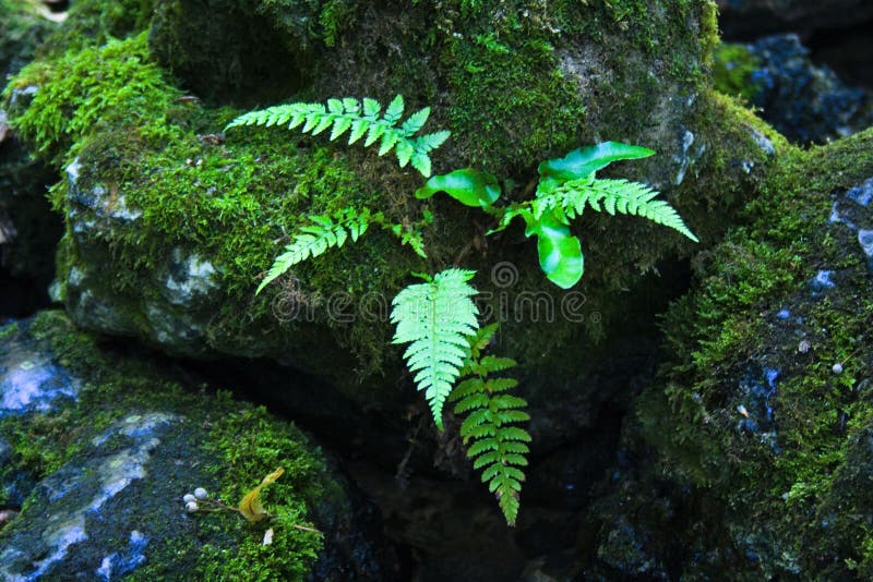 Jungle fern stock image. Image of branch, abstract, good - 2928575