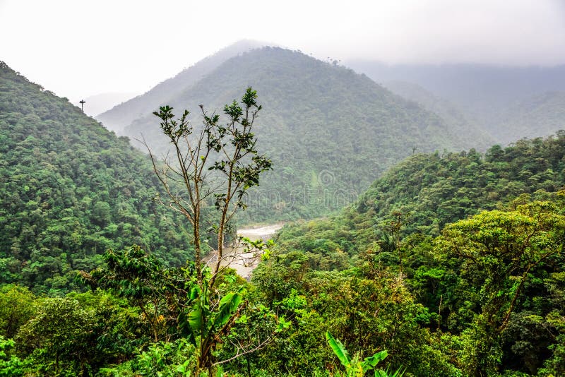 Landscape jungle in Amazonia of Ecuador