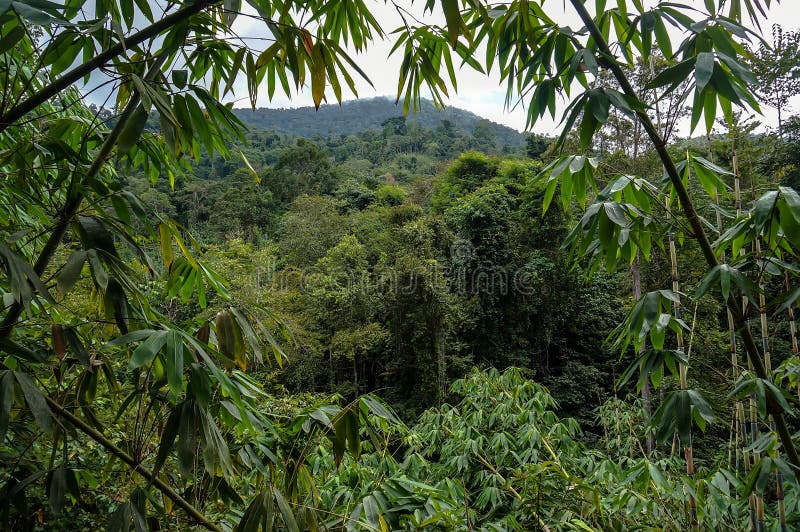 Download Jungle stock photo. Image of happiness, shrubs, mysterious - 56303604