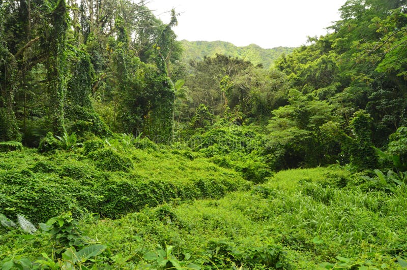 Jungle Island After A Morning Of Rain royalty free stock photo Jungle Island After A Morning Of Rain royalty free stock photo