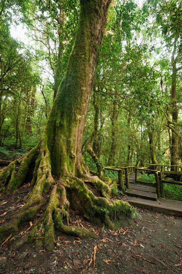 stock photo jungle landscape outdoor park big tree roots tropical rain forest misty rainforest plants wooden bridge travel image