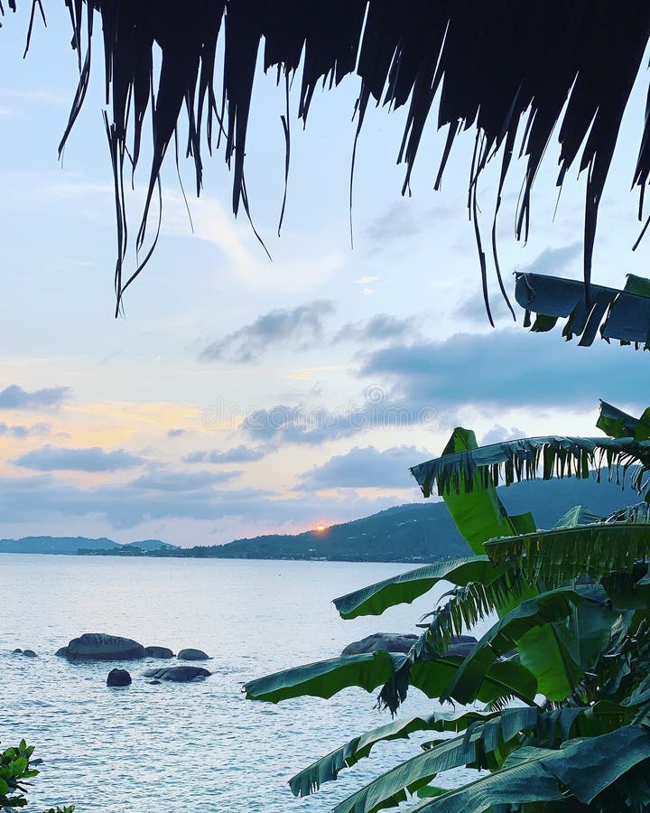 Jungle Love stock photo. Image of copulate, grumpy, animal 4510352