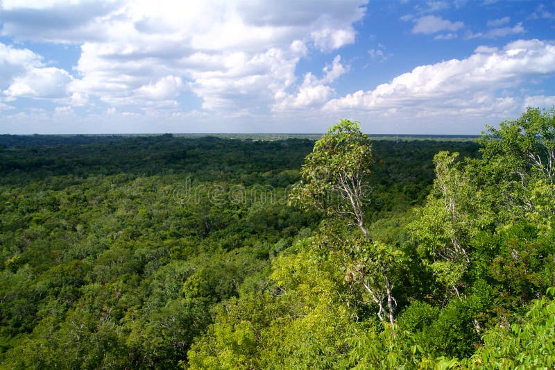 Jungle in Mexico View from Above Stock Image Image of cloud, view