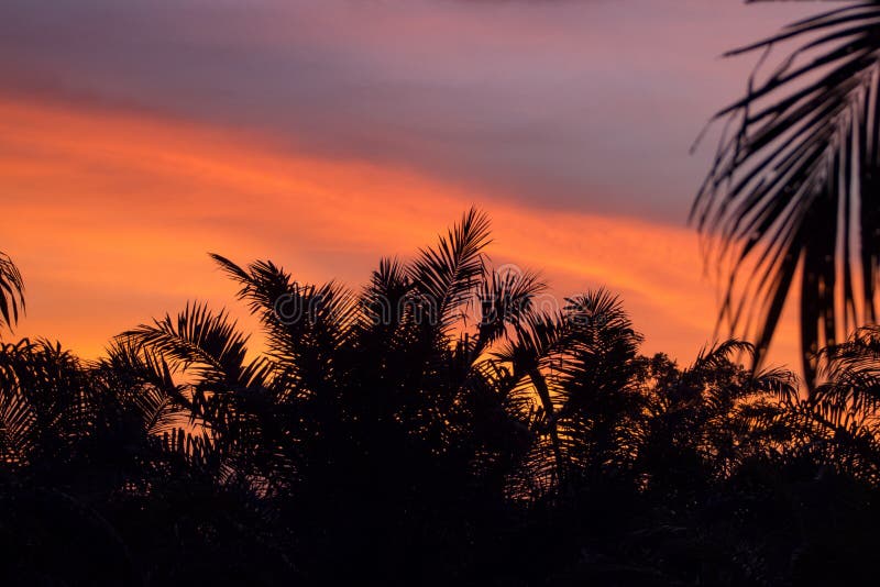 Jungle by sunset stock image. Image of sabah, sunset - 116753195