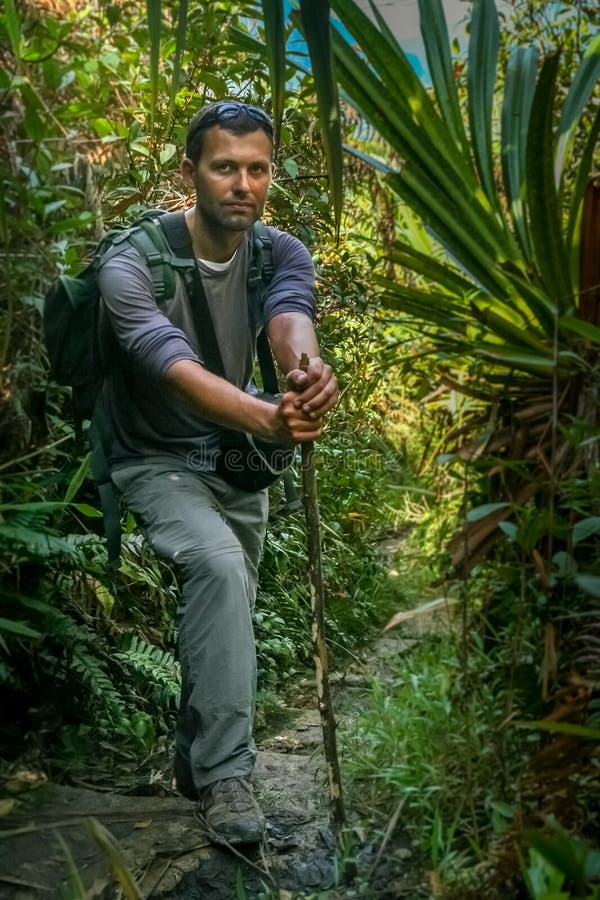 Jungle Path in Tropical Rainforest Background. Lianas Hanging from ...