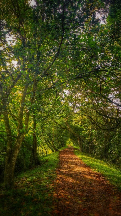 Jungle Path Sunrise Kuala Selangor Stock Image - Image of forest ...