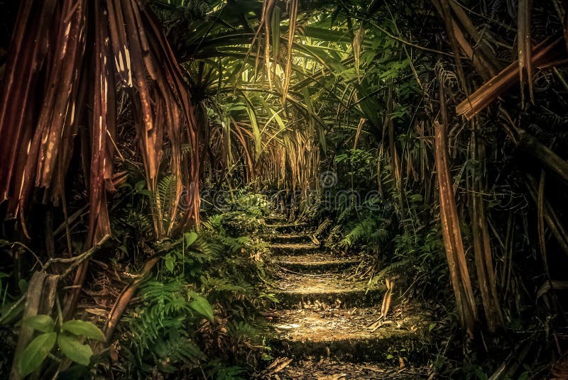 Jungle path in Sumatra