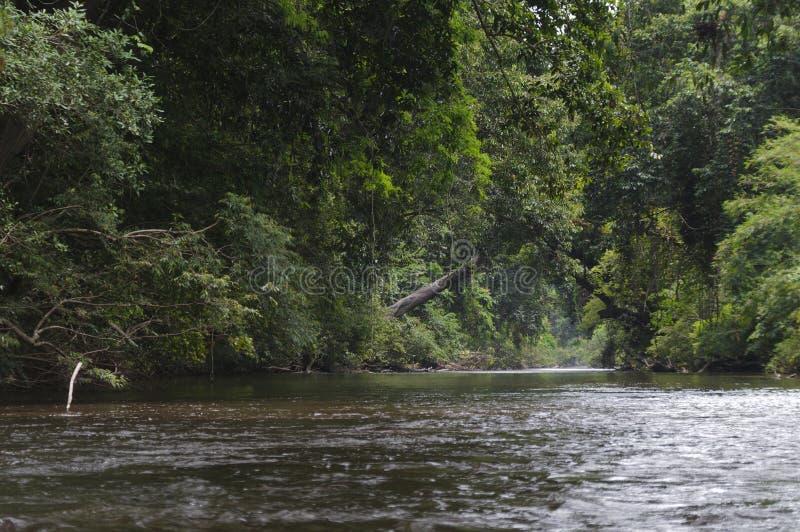 Rainforest river stock photo. Image of rainforest, queensland 35599050