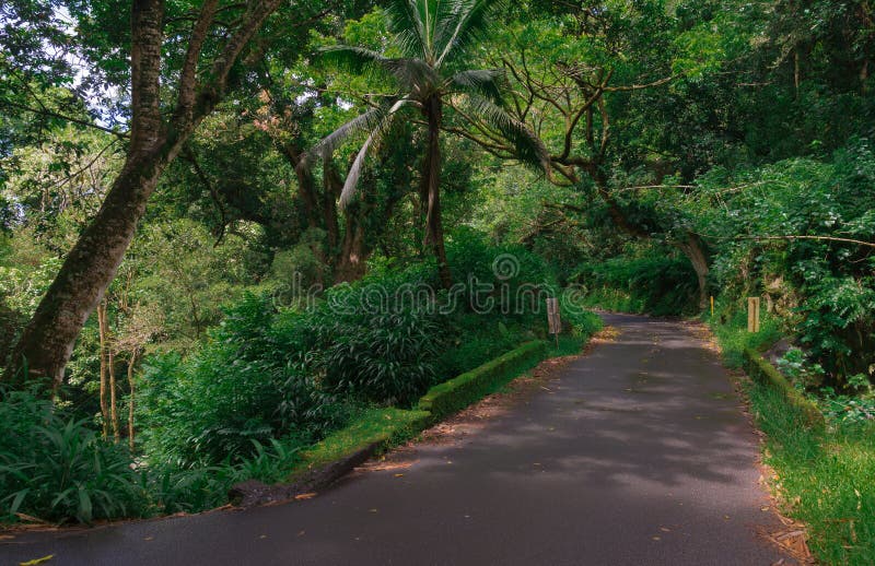 Jungle Road royalty free stock photography Jungle Road royalty free stock photography