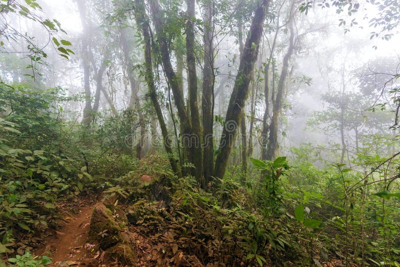 Rocky jungle in Chiang Dao mountains, Thailand. Rocky jungle in Chiang Dao mountains, Thailand