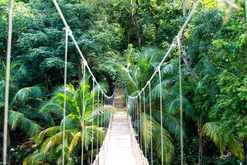 jungle-rope-bridge-hanging-rainforest-ho