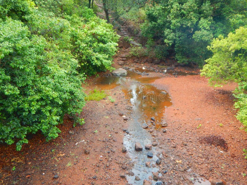 A jungle scene stock photo. Image of meadows, stream - 154397070