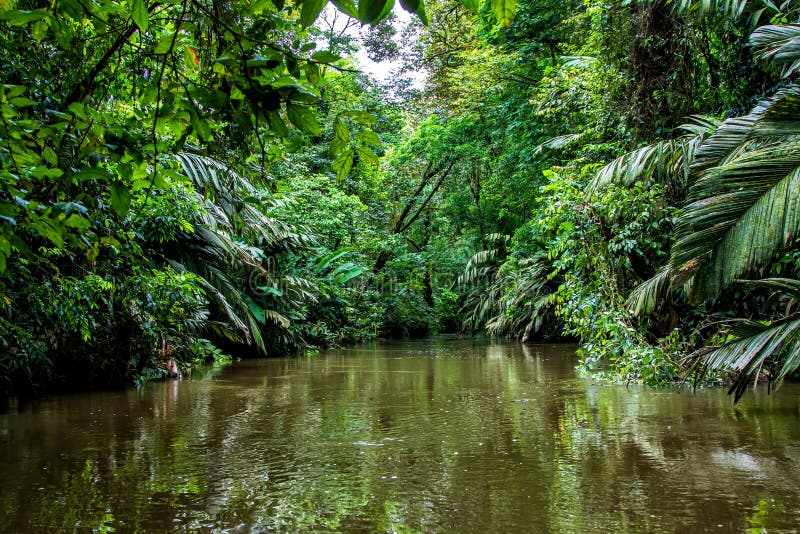 tortuguero jungle tour