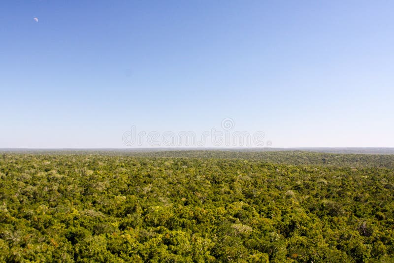 Jungle or selva near El Mirador Peten in Guatemala