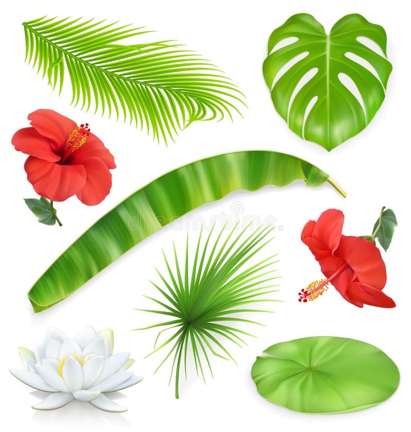 Jungle. Set of leaves and flowers. Tropical plants. Vector icons royalty free illustration Jungle. Set of leaves and flowers. Tropical plants. Vector icons royalty free illustration