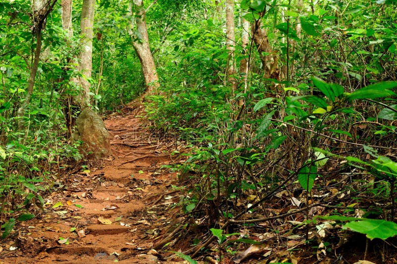 Footpath in the dense jungle of the Cat Ba island, Halong bay, Vietnam. Footpath in the dense jungle of the Cat Ba island, Halong bay, Vietnam