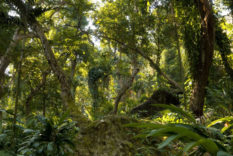 Jungle tropicale de Fijian