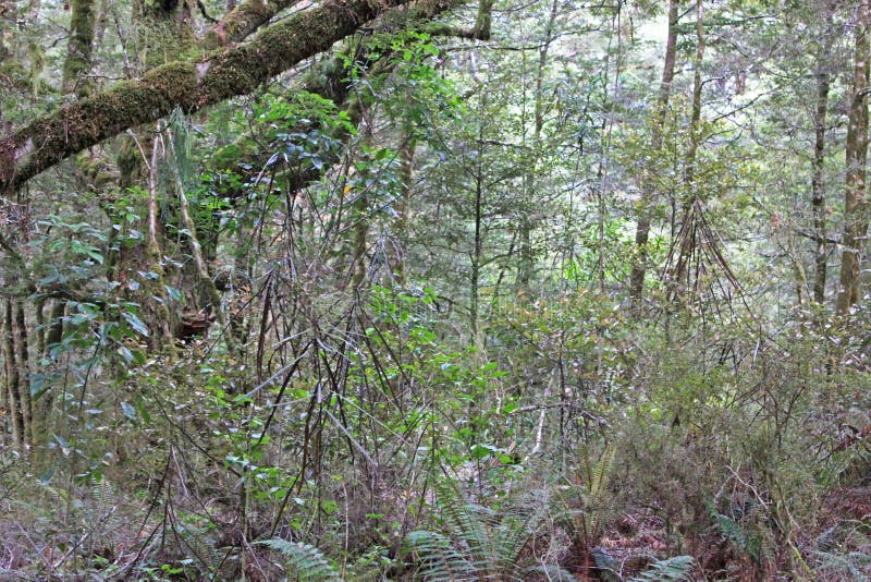 Jungle vid de blå poolerna går royaltyfri bild Jungle vid de blå poolerna går royaltyfri bild