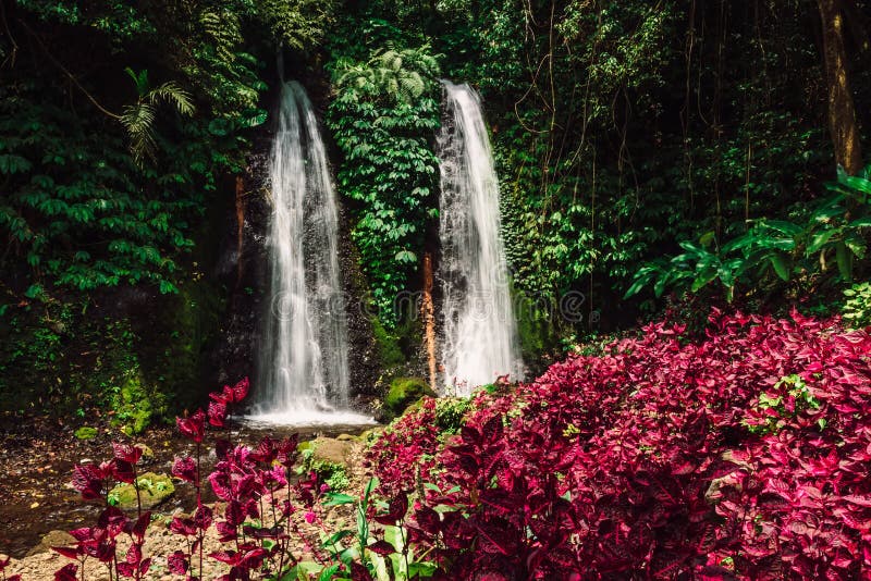 Jungle Waterfalls Cascade in Tropical Rainforest with Pink Plants Stock