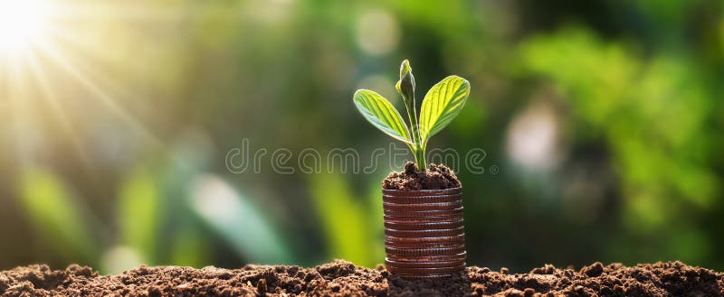 Jungpflanze wachsen auf Münzen mit Sonnenaufgang Finanzierung und Bilanzauffassung