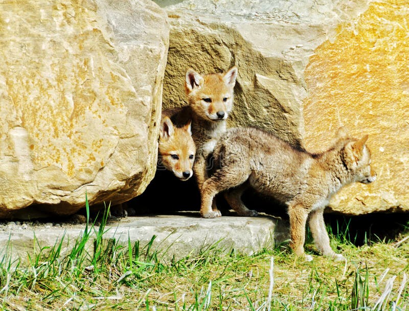 Picture of 3 coyote pups coming out of their den in the city of Calgary, Alberta, Canada. Picture of 3 coyote pups coming out of their den in the city of Calgary, Alberta, Canada.