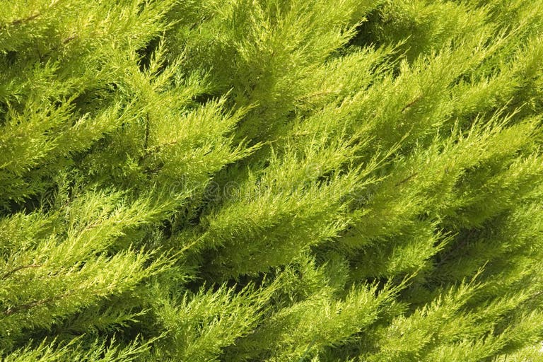 2,028 Juniper Wood Texture Stock Photos Free & RoyaltyFree Stock