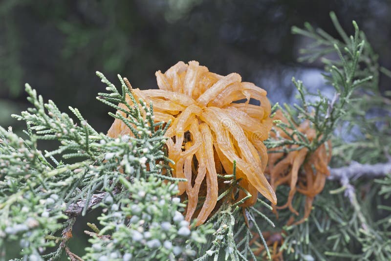 Juniperapple rust fungus. stock image. Image of rust 126040279