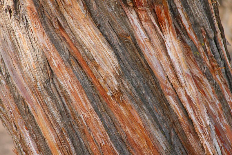 Juniper Bark stock images