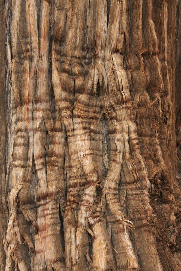 Juniper Bark stock photo