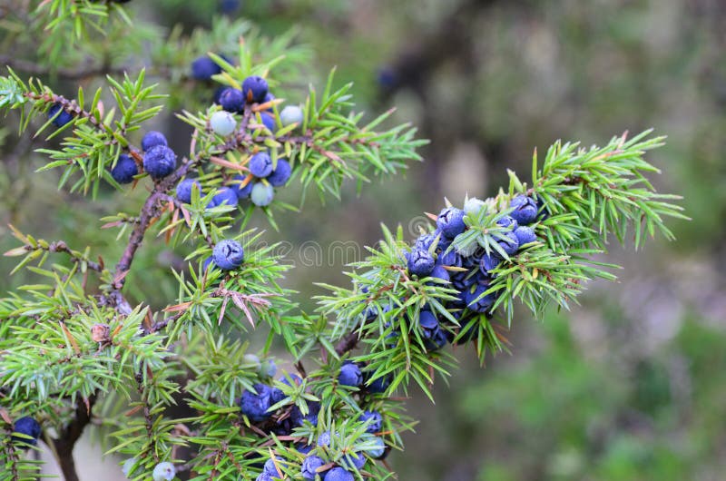 Juniper berries stock photo. Image of conifer, smell 45251074