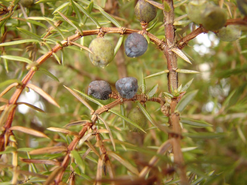 Juniper berries closeup stock photo. Image of berry, aromatic 651776