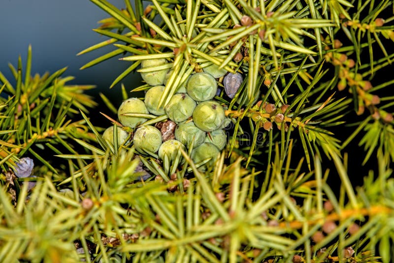 Juniper berries stock photo. Image of berries, cuisine 33022662