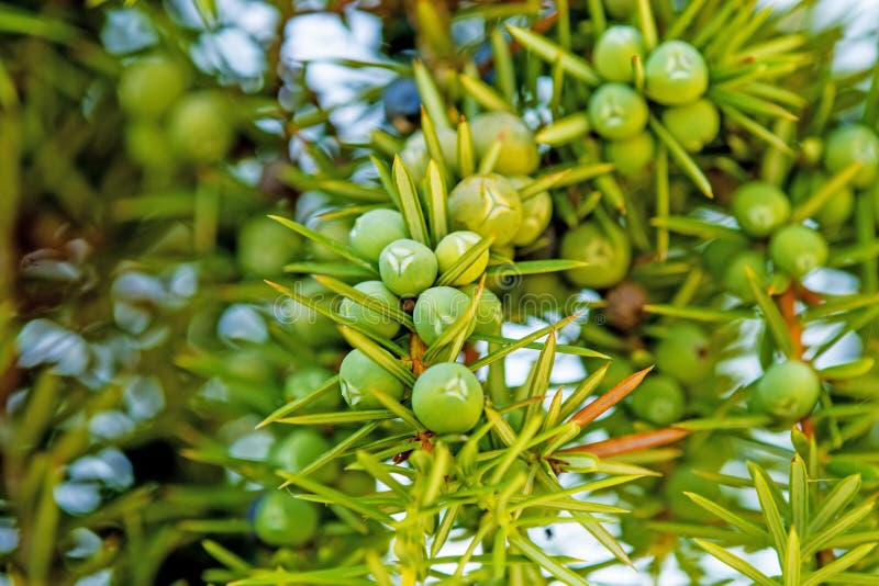 Juniper berries stock photo. Image of berries, cuisine 33022662