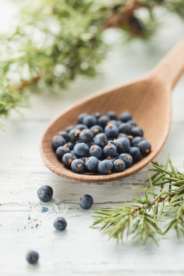 Juniper Berries stock photo. Image of fruit, cone, colors 45874952
