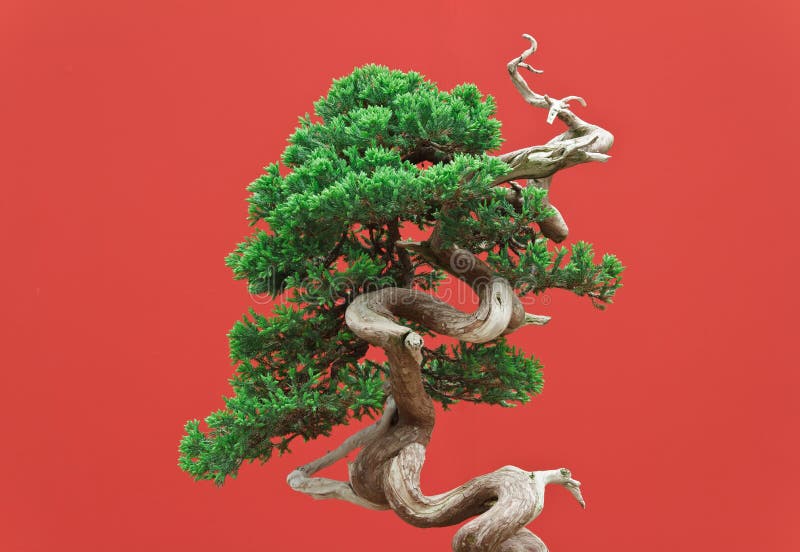 Juniper bonsai stock photos