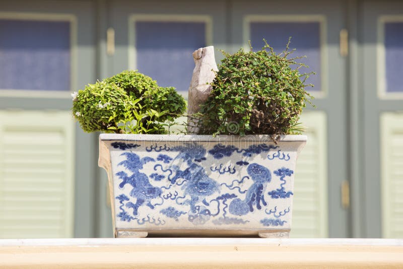 1,310 Juniper Bonsai Stock Photos Free & RoyaltyFree Stock Photos