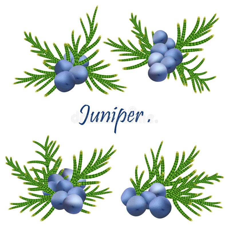 Juniper Berry Stock Illustrations – 1,171 Juniper Berry Stock ...