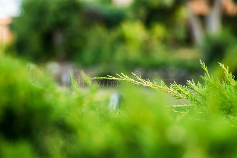 Juniper Branch. Close up View with Blurred Background. Juniper Tree Texture Background. Evergreen Coniferous Juniper Bright Green Color Surface. Blurred juniper stock images, royalty-free photos and pictures