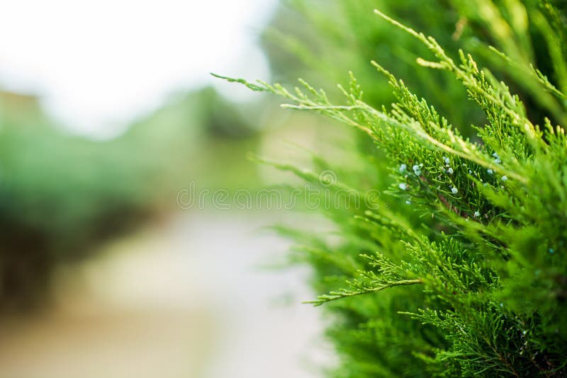 Juniper Branch. Close up View with Blurred Background. Juniper Tree Texture Background. Evergreen Coniferous Juniper Bright Green Color Surface. Blurred juniper stock images, royalty-free photos and pictures