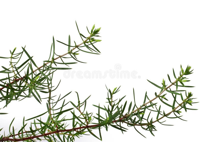 Juniper branch stock image. Image of cooking, thorn, nature - 37666897