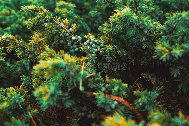 Juniper Bush High in Mountains Stock Image - Image of holiday, natural ...