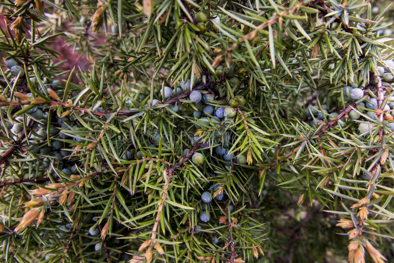 Juniper Bush with Needles and Berries Stock Photo Image of coniferous, nature 91934712