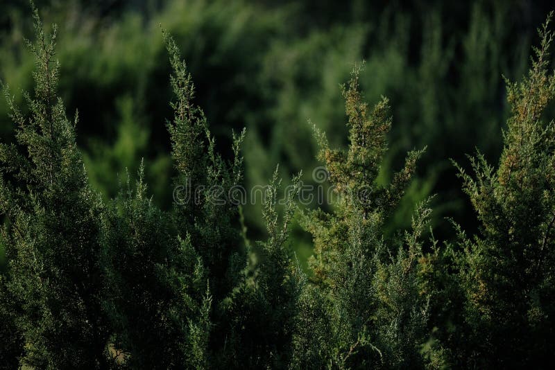 183 Texas Cedar Tree Stock Photos Free & RoyaltyFree Stock Photos