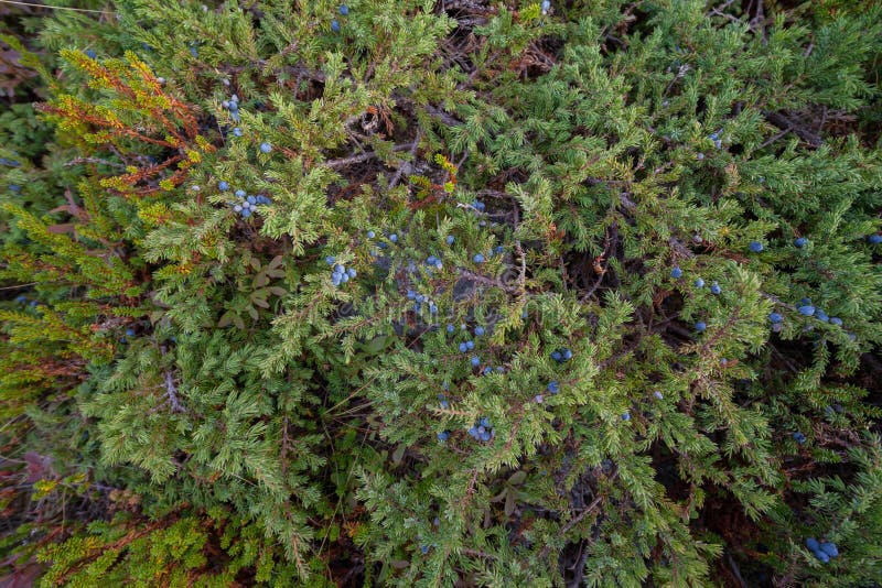 Juniper with Dark Blue Berries Stock Photo Image of blue, medicine