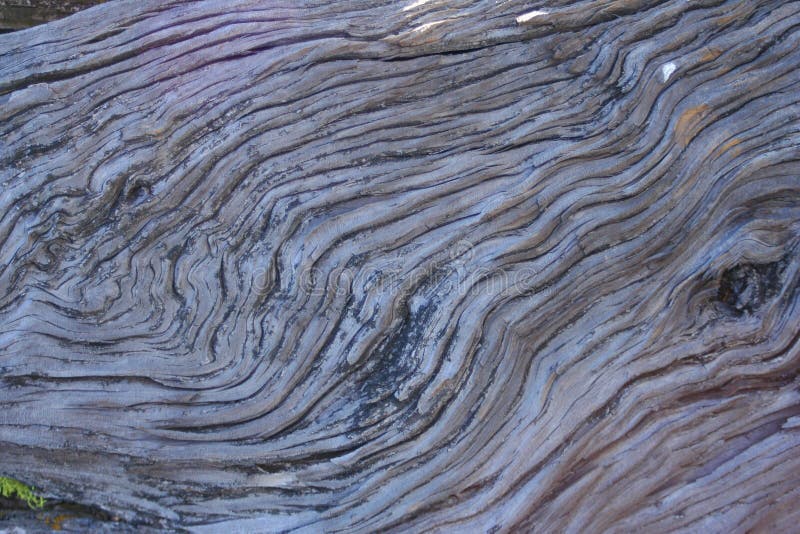 Juniper Grain stock image