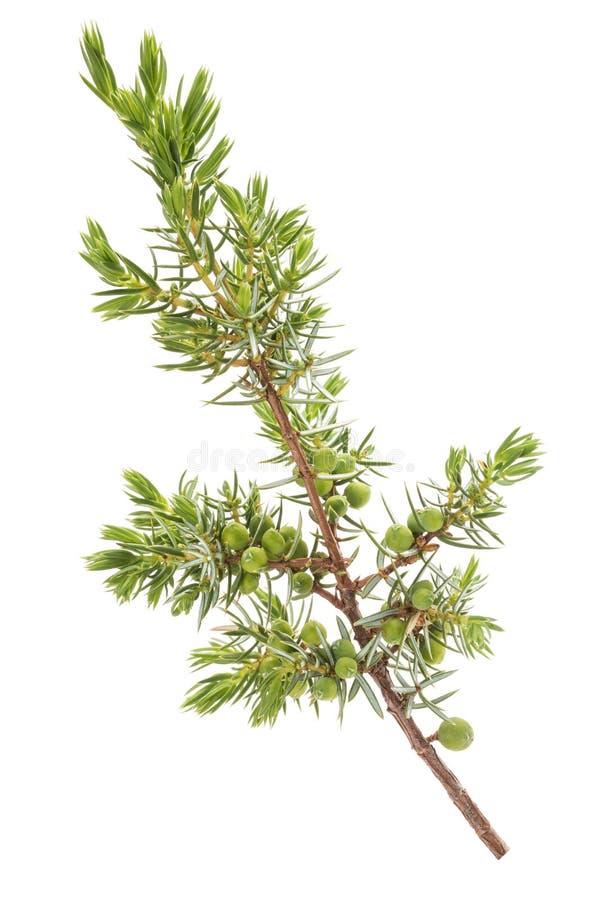 Juniper sprig isolated stock photo. Image of conifer - 76526090