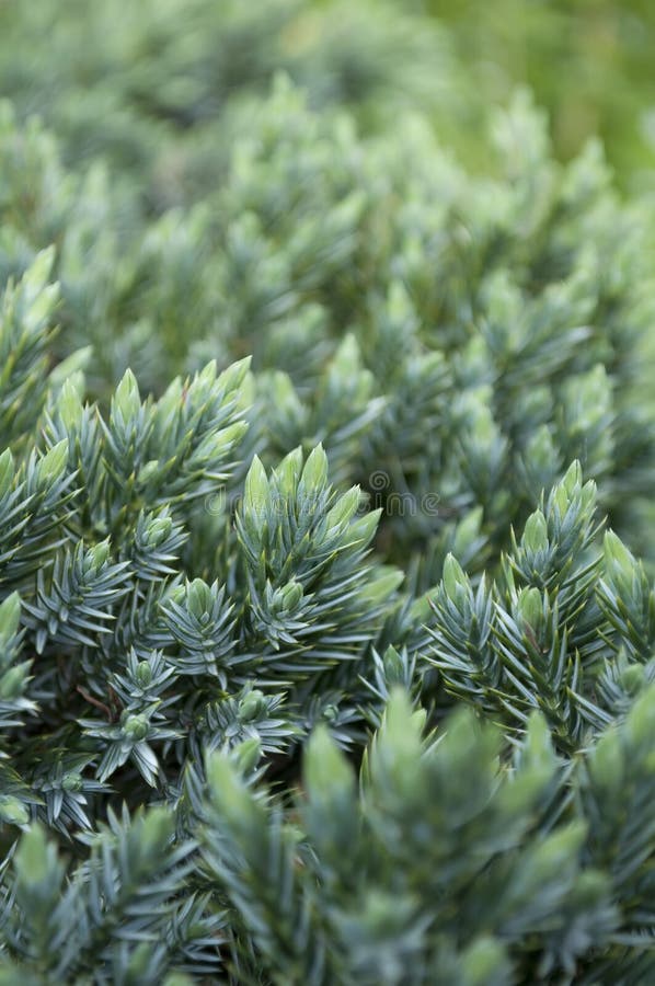 Juniper Shrub royalty free stock photos