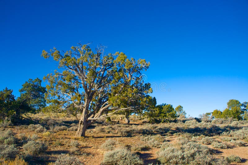 Juniper Tree in Arizona stock image. Image of wilderness 47940759